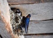 Pajak Sarang Burung Walet Kota Pekanbaru Tumbuh Pesat, Hingga Capai 52% Pada 2024