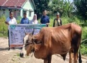 Program CSR, PT Musim Mas Salurkan Bantuan 19 Hewan Kurban Idul Adha kepada Warga dan Pekerja