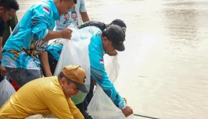 Lepas Bibit Ikan Di Sungai Kuantan, Bupati Kuansing Apresiasi Ajang MMK di Tepian Narosa