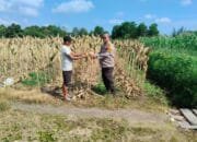 Polsek Payung Sekaki Lakukan Persiapan Panen Jagung Pipil Demi Dukung Program Ketahanan Pangan Nasional