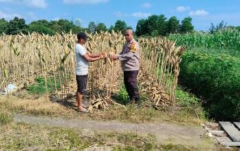Polsek Payung Sekaki Lakukan Persiapan Panen Jagung Pipil Demi Dukung Program Ketahanan Pangan Nasional