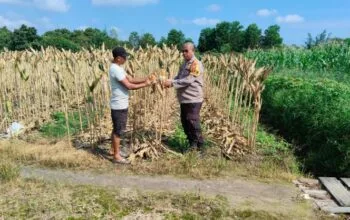 Polsek Payung Sekaki Lakukan Persiapan Panen Jagung Pipil Demi Dukung Program Ketahanan Pangan Nasional