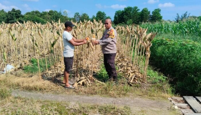 Polsek Payung Sekaki Lakukan Persiapan Panen Jagung Pipil Demi Dukung Program Ketahanan Pangan Nasional
