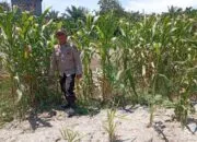 Sinergi Tanpa Batas! Polsek Panipahan Kawal Ketat Kebun Jagung Pipil di Rohil Demi Swasembada Pangan