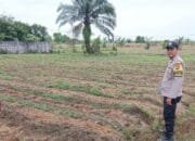 Binmas Polsek Payung Sekaki Cek Lahan Ketahanan Pangan Warga Yang Ditanami Jagung Manis