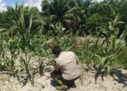 Dukung Ketahanan Pangan Nasional, Polsek Panipahan Pantau Langsung Perkembangan Tanaman Jagung Masyarakat