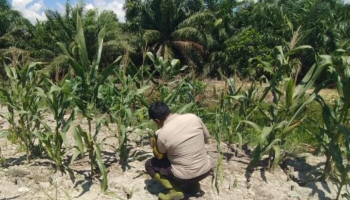 Dukung Ketahanan Pangan Nasional, Polsek Panipahan Pantau Langsung Perkembangan Tanaman Jagung Masyarakat