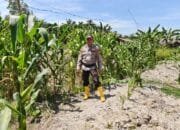 Dukung Ketahanan Pangan, Ps. Kasium Polsek Panipahan BRIPKA Muhammad Yusuf Laksanakan Pengecekan Jagung Pipil di Wilayah Panipahan