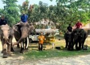 OPA GAUL kunjungi tempat pelatihan Gajah di Minas Siak Riau