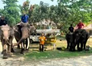 OPA GAUL kunjungi tempat pelatihan Gajah di Minas Siak Riau