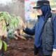 Bupati Afni Tanam Pohon di Lahan Bekas Karhutla upaya Penghijauan dan Menghindari Alih Fungsi Hutan