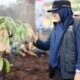 Bupati Afni Tanam Pohon di Lahan Bekas Karhutla upaya Penghijauan dan Menghindari Alih Fungsi Hutan